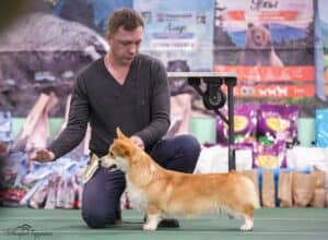 Буня ожидает оценки экспертов на выставке.