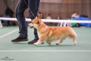 Буня выступает на ринге выставки в Воронеже