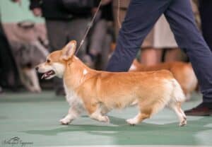 Буня выступает на ринге в Воронеже.