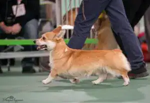 Буня на прогулке перед выставкой в Воронеже.