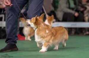 Буня на тренировке перед выставкой в Воронеже.