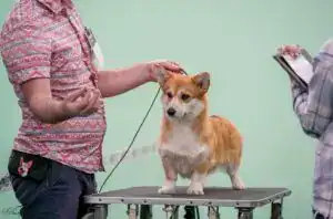 Судья оценивает собаку