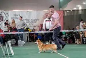 Фото Буни на ринге