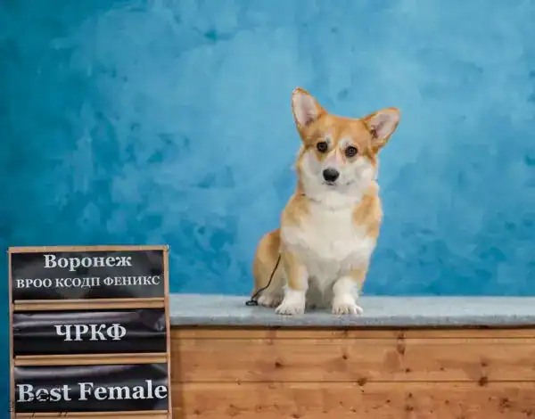 Племенная сука вельш корги пемброк GREAT SOFI HIMERA N/B питомника вельш корги пемброк CLAN IRONHORN