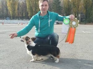 Кобель-производитель вельш корги пемброк ZELENAYA DOLINA MERCURY WINNER N/B на выставке в Липецке, высокие результаты в классе щенков