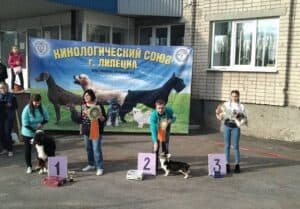 Вельш корги пемброк ZELENAYA DOLINA MERCURY WINNER N/B получает награды на выставке в Липецке