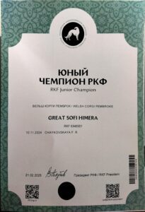 Племенная сука вельш корги пемброк GREAT SOFI HIMERA N/B питомника вельш корги пемброк CLAN IRONHORN — Юный Чемпион РКФ