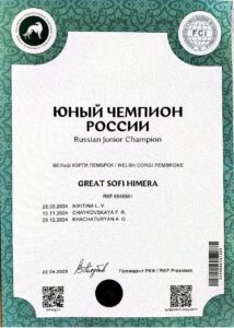 Племенная сука вельш-корги пемброк GREAT SOFI HIMERA (Буня) — Юный Чемпион России CH J RUS, питомник CLAN IRONHORN