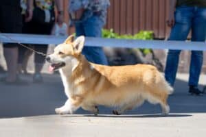 Вельш корги пемброк GREAT SOFI HIMERA (Буня) участвует в Национальной выставке