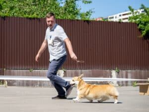 Вельш корги пемброк GREAT SOFI HIMERA (Буня) в движении на ринге