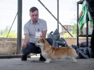 Племенная сука вельш корги пемброк GREAT SOFI HIMERA (Буня) питомник CLAN IRONHORN на Национальной выставке