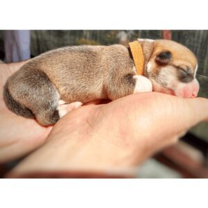 купить щенка вельш корги пемброк, родились 26.06.2025, CLAN IRONHORN GRISHA WOLF