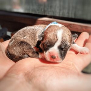 купить щенка вельш корги пемброк, родились 26.06.2025, CLAN IRONHORN GROSSMAN ROY