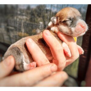 купить щенка вельш корги пемброк, родились 26.06.2025, CLAN IRONHORN GERMAN FLARE