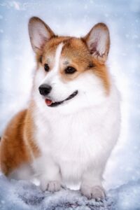 купить щенка вельш корги пемброк, родились 26.06.2025, ATSEL HOF ZLATKO на зимней фотосессии