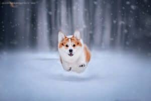 купить щенка вельш корги пемброк, родились 26.06.2025, щенки и ATSEL HOF ZLATKO на зимней фотосессии