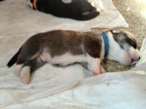 Купить щенка вельш корги пемброк, родились 26.06.2025. Рыже-белый щенок CLAN IRONHORN GROSSMAN ROY в 8 дней отдыхает после еды. Фото от 03.07.2025