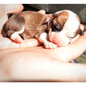 купить щенка вельш корги пемброк, родились 26.06.2025, CLAN IRONHORN GENRIETTA GOLDY