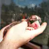 купить щенка вельш корги пемброк, родились 26.06.2025, CLAN IRONHORN GABRIELLA DAISY