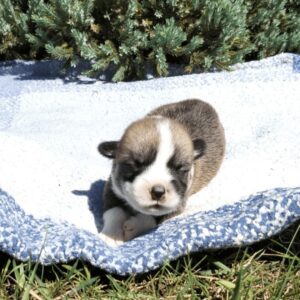 Купить щенка вельш корги пемброк, родились 26.06.2025 — GROSSMAN ROY исследует лужайку