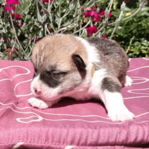 Купить щенка вельш корги пемброк, родились 26.06.2025 — GERMAN FLARE изучает лихнис