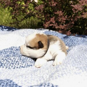 Купить щенка вельш корги пемброк, родились 26.06.2025 — GENRIETTA GOLDY отдыхает после еды