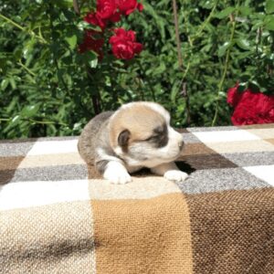 Купить щенка вельш корги пемброк, родились 26.06.2025 — GRISHA WOLF изучает цветок