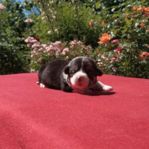 Купить щенка вельш корги пемброк, родились 26.06.2025 — GRETA STAR в саду среди цветов