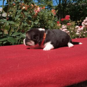 Купить щенка вельш корги пемброк, родились 26.06.2025 — GARFIELD SKY в движении