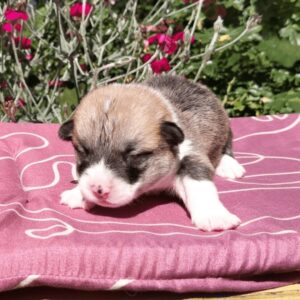 Купить щенка вельш корги пемброк, родились 26.06.2025 — GERMAN FLARE на поляне с лихнисом