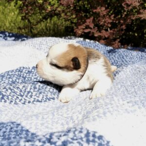 Купить щенка вельш корги пемброк, родились 26.06.2025 — CLAN IRONHORN GENRIETTA GOLDY, рыже-белый окрас, 11 дней