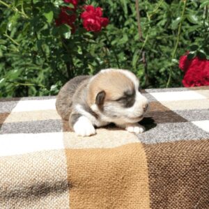 Купить щенка вельш корги пемброк, родились 26.06.2025 — GRISHA WOLF на фоне роз