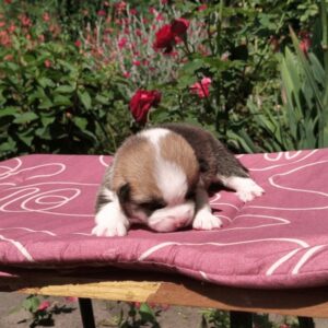 Купить щенка вельш корги пемброк, родились 26.06.2025 — GANS BLASE на фоне роз