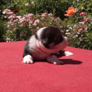 Купить щенка вельш корги пемброк, родились 26.06.2025 — GRETA STAR отдыхает в саду