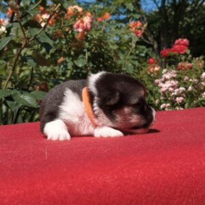 Купить щенка вельш корги пемброк, родились 26.06.2025 — GARFIELD SKY на солнце