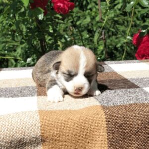 Купить щенка вельш корги пемброк, родились 26.06.2025 — GRISHA WOLF смотрит на цветок