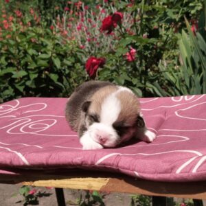 Купить щенка вельш корги пемброк, родились 26.06.2025 — GANS BLASE и лепестки роз