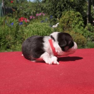 Купить щенка вельш корги пемброк, родились 26.06.2025 — GRETA STAR и лепестки цветов