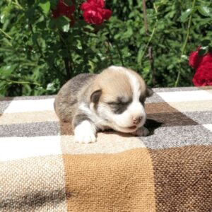 Купить щенка вельш корги пемброк, родились 26.06.2025 — GRISHA WOLF в движении у роз