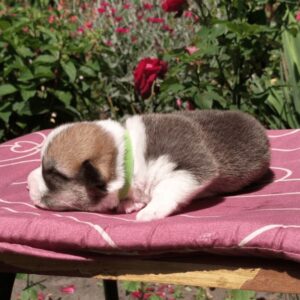 Купить щенка вельш корги пемброк, родились 26.06.2025 — GANS BLASE задумался у розы