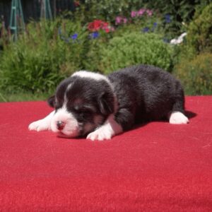 Купить щенка вельш корги пемброк, родились 26.06.2025 — GRETA STAR на фоне листвы