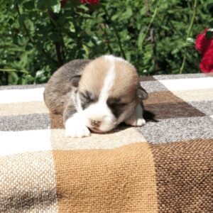 Купить щенка вельш корги пемброк, родились 26.06.2025 — GRISHA WOLF спит у розы