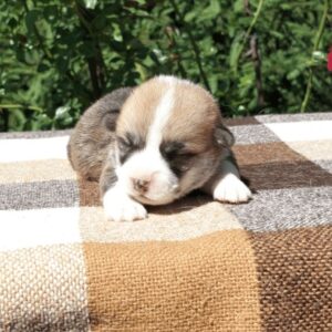 Купить щенка вельш корги пемброк, родились 26.06.2025 — GRISHA WOLF изучает розу