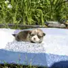 Купить щенка вельш корги пемброк, родились 26.06.2025 — GABRIELLA DAISY спит у воды