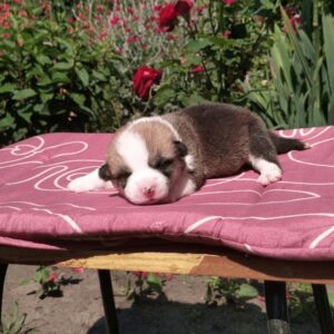 Купить щенка вельш корги пемброк, родились 26.06.2025 — GANS BLASE держит розу