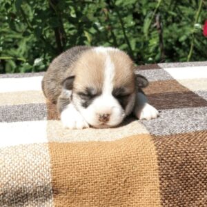 Купить щенка вельш корги пемброк, родились 26.06.2025 — GRISHA WOLF с игривым выражением