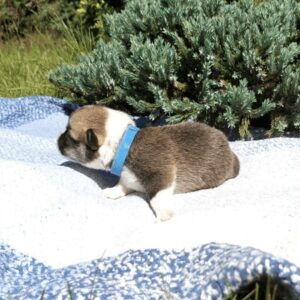 Купить щенка вельш корги пемброк, родились 26.06.2025 — CLAN IRONHORN GROSSMAN ROY, рыже-белый окрас, 11 дней