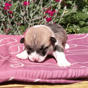 Купить щенка вельш корги пемброк, родились 26.06.2025 — CLAN IRONHORN GERMAN FLARE, рыже-белый окрас, 11 дней