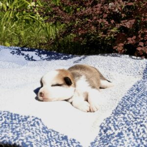 Купить щенка вельш корги пемброк, родились 26.06.2025 — GENRIETTA GOLDY, рыже-белый окрас, активный щенок