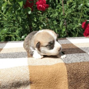 Купить щенка вельш корги пемброк, родились 26.06.2025 — CLAN IRONHORN GRISHA WOLF, рыже-белый окрас, 11 дней